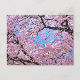 Blooming Cherry Blossoms Postcard