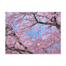 Blooming Cherry Blossoms