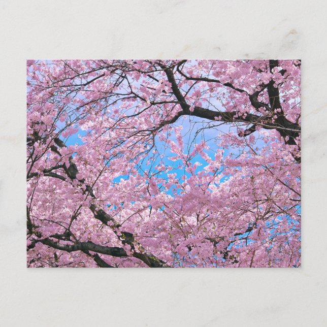 Blooming Cherry Blossoms Postcard (Front)