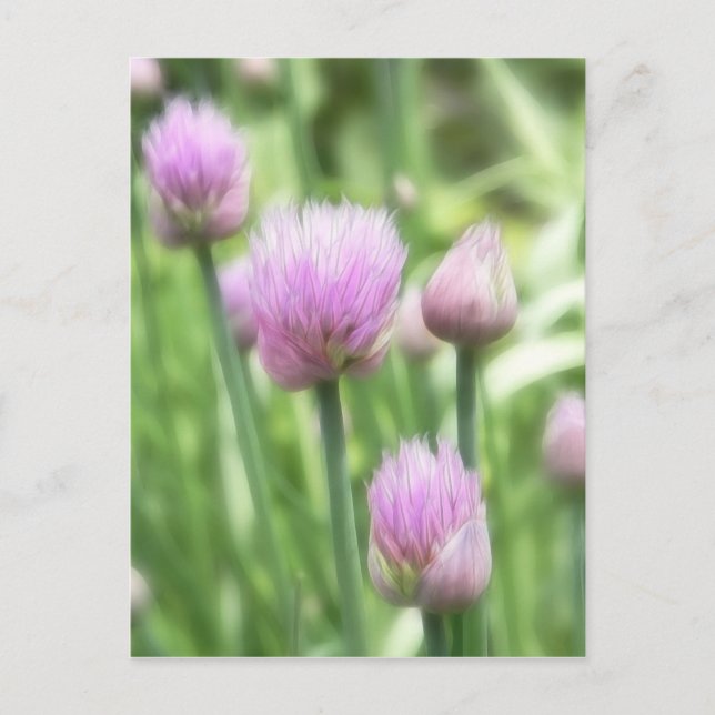 Blooming Chives Postcard (Front)