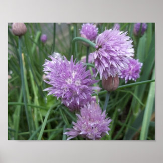 Blooming Chives Poster