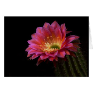 blooming delight