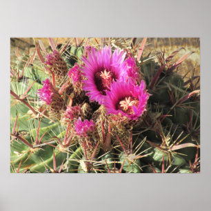 Blooming Devil's Tongue Barrel Cactus Poster