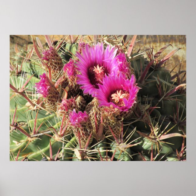 Blooming Devil's Tongue Barrel Cactus Poster (Front)