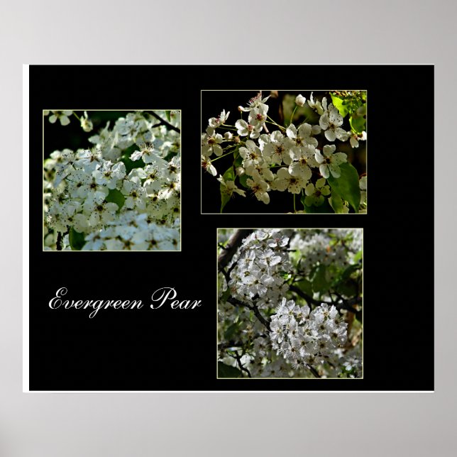 Blooming Evergreen Pear flowers. Poster (Front)