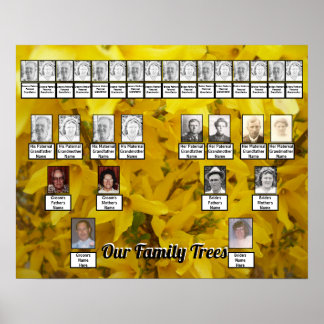 Blooming Forsythia Bush Photo Two Family Trees Poster