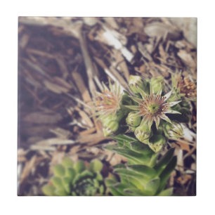 Blooming Hen and Chicks Plants Ceramic Tile