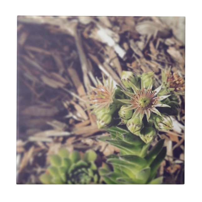 Blooming Hen and Chicks Plants Ceramic Tile (Front)