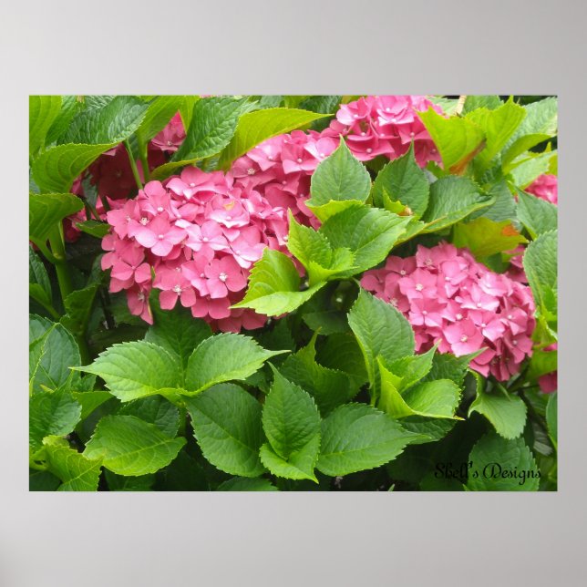 Blooming Hydrangeas Poster (Front)