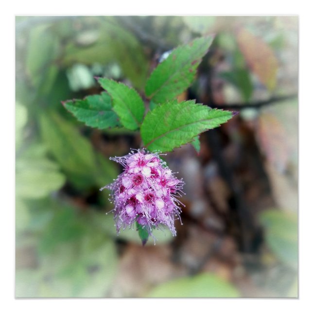 Blooming in autumn poster (Front)