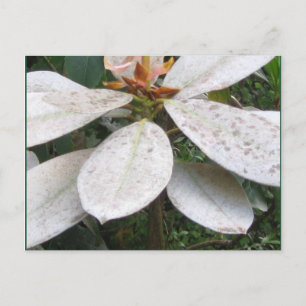 Blooming in Lochmara Bush Postcard