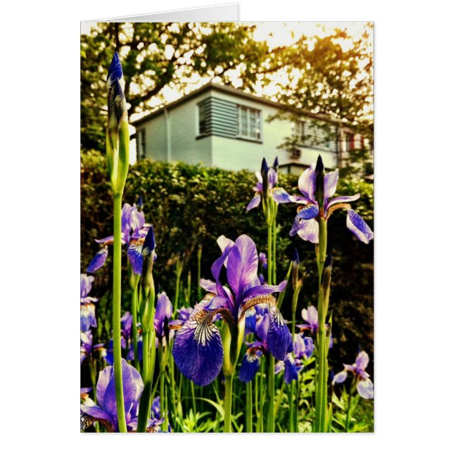 Blooming Irises in front of Greenbelt Museum (Front)