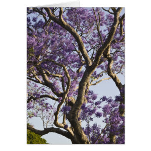 Blooming Jacaranda Trees in New Farm Park,