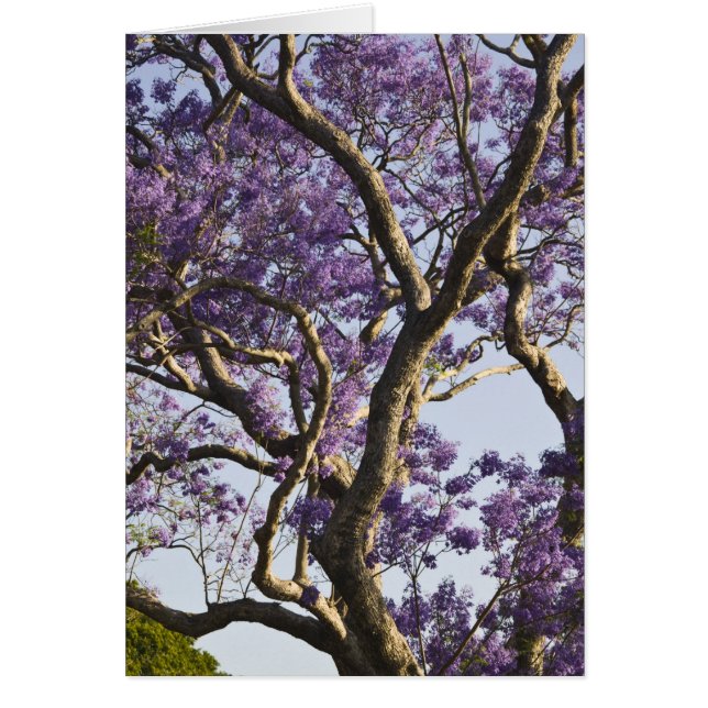 Blooming Jacaranda Trees in New Farm Park, (Front)