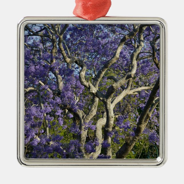 Blooming Jacaranda Trees in New Farm Park, 2 Metal Tree Decoration (Front)