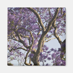 Blooming Jacaranda Trees in New Farm Park, Magnet