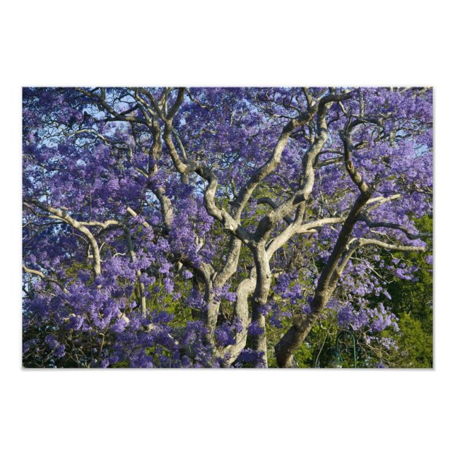Blooming Jacaranda Trees in New Farm Park, Photo Print (Front)