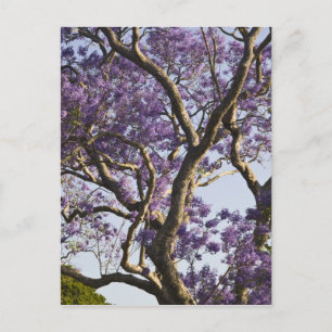 Blooming Jacaranda Trees in New Farm Park, Postcard