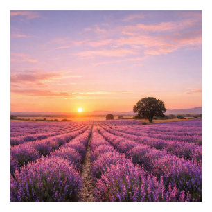 Blooming Lavender Field at Golden Sunset Provence Photo Print
