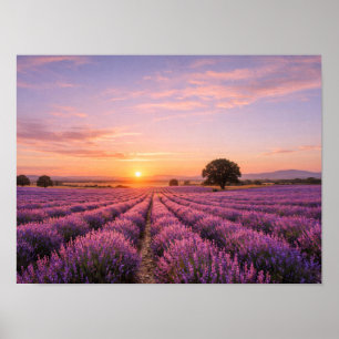 Blooming Lavender Field at Golden Sunset Provence Poster