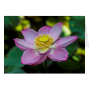 Blooming lotus flower, Indonesia