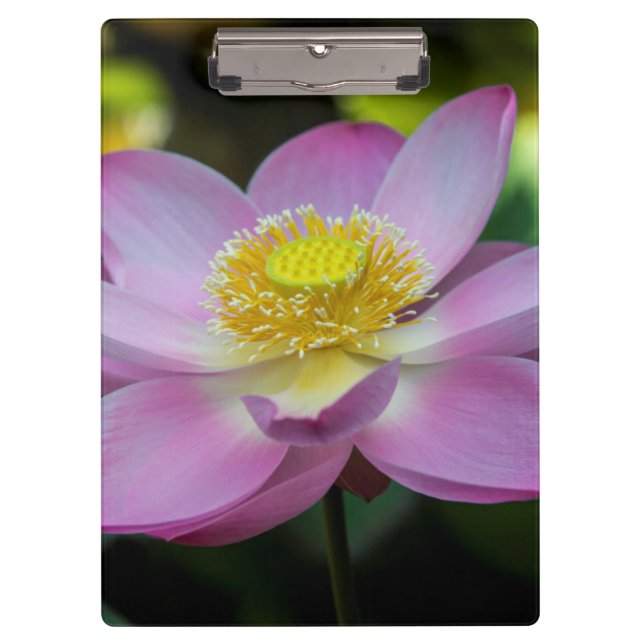 Blooming lotus flower, Indonesia Clipboard (Front)