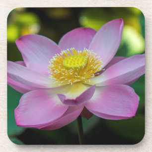 Blooming lotus flower, Indonesia Coaster