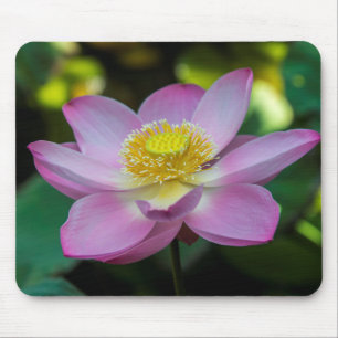 Blooming lotus flower, Indonesia Mouse Pad
