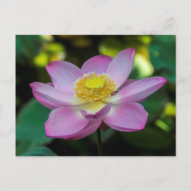 Blooming lotus flower, Indonesia Postcard (Front)