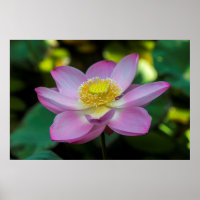 Blooming lotus flower, Indonesia
