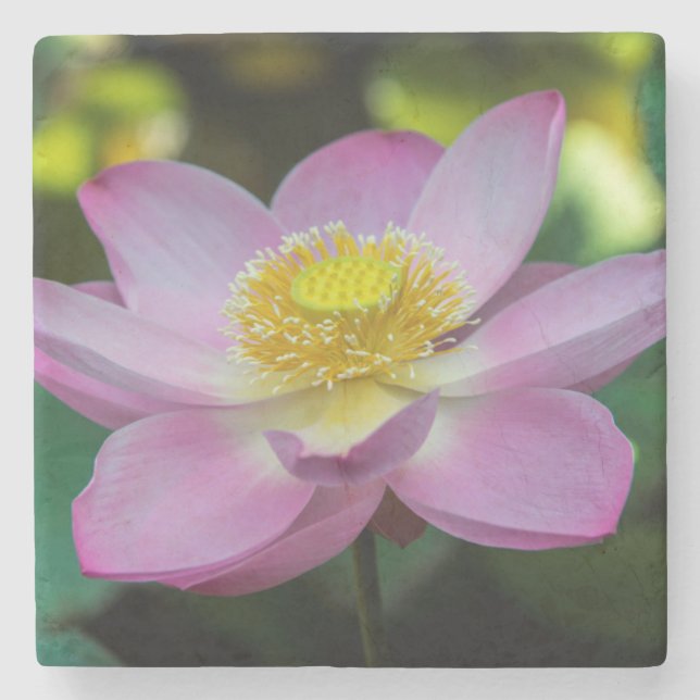 Blooming lotus flower, Indonesia Stone Coaster (Front)