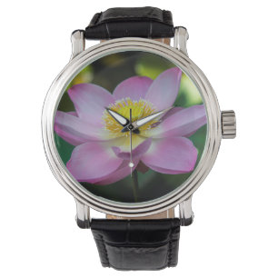 Blooming lotus flower, Indonesia Watch