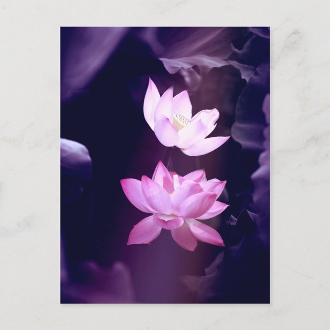 Blooming Lotus Flower Postcard (Front)