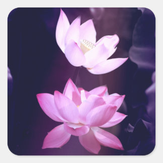 Blooming Lotus Flower Square Sticker