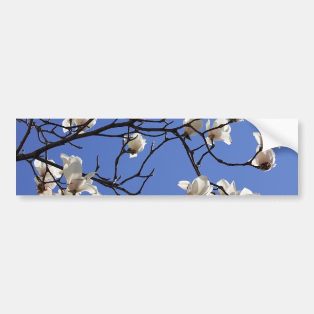 Blooming Magnolias Bumper Sticker (Front)