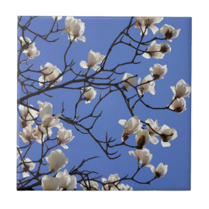 Blooming Magnolias Ceramic Tile