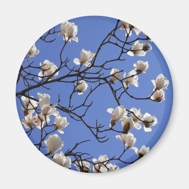 Blooming Magnolias Magnet (Front)