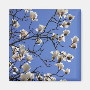 Blooming Magnolias Magnet