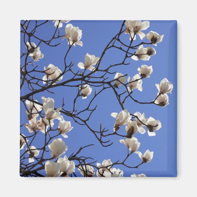 Blooming Magnolias Magnet (Front)