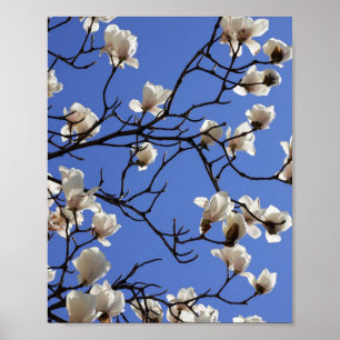 Blooming Magnolias Poster