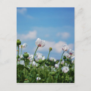 Blooming Papaver somneferum poppy flowers. Postcard