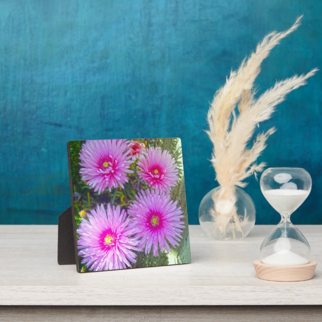 Blooming Pink Daisies, Plaque (Insitu)