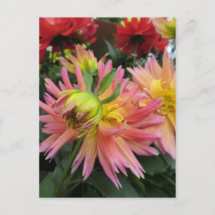 Blooming Pink Flower Postcard