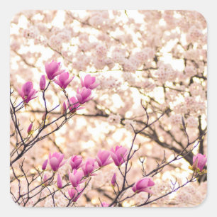 Blooming Pink Purple Magnolias Spring Flower Square Sticker