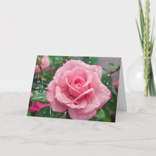 Blooming Pink Rose wit Raindrops Card