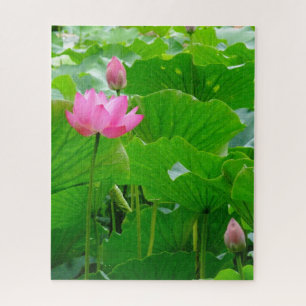 Blooming Pink Water Lily Jigsaw Puzzle