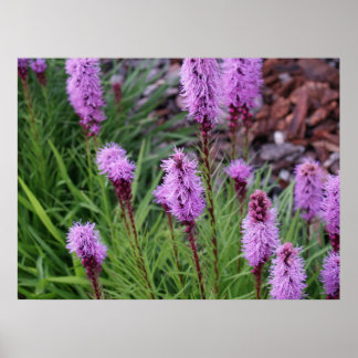 Blooming Poster