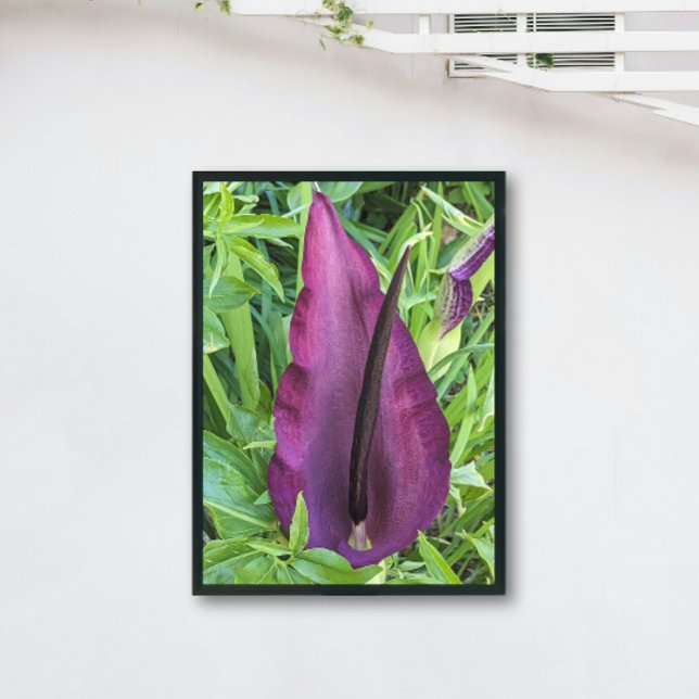 Blooming Purple Dragon Lily Floral Photo Print (In Situ (Framed))