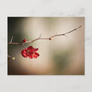 Blooming Quince Post Cards