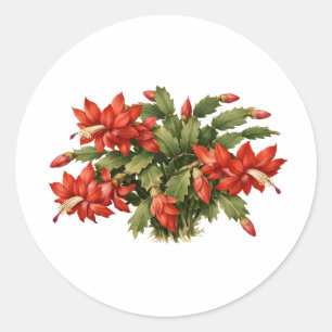 Blooming Red Christmas Cactus Plant Classic Round Sticker